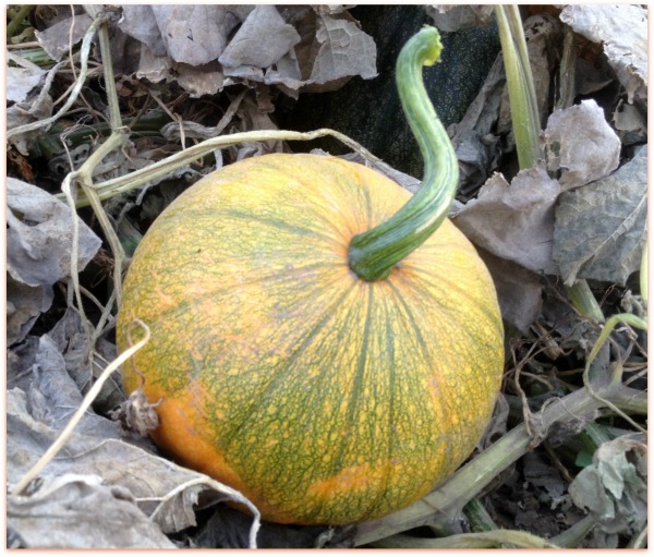 Why Grow Pumpkins? * New Life Old Farmers